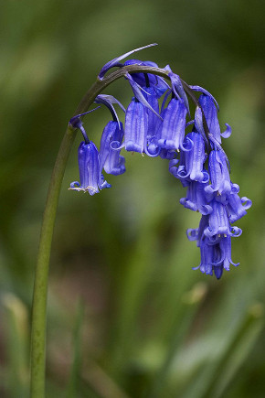 Справжня назва лісового дзвоника, якому присвячено Wild Bluebell, - гіацінтоідес неописаний   , Або проліска англійська